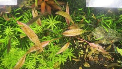 虎斑魚觀賞魚的養(yǎng)殖需要注意水質(zhì)和分類虎斑魚的區(qū)別：虎斑魚的養(yǎng)殖方法