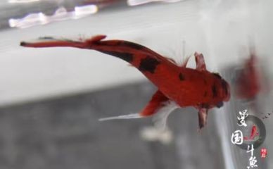 虎斑魚觀賞魚的養(yǎng)殖需要注意水質(zhì)和分類虎斑魚的區(qū)別：虎斑魚的養(yǎng)殖方法