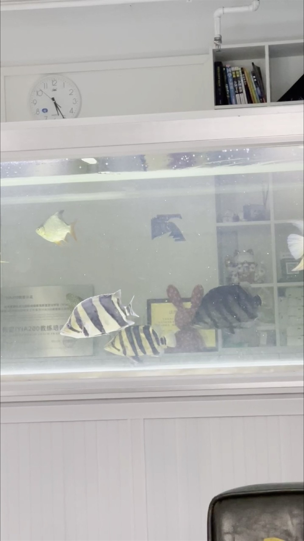 集齊了幾種類型虎魚