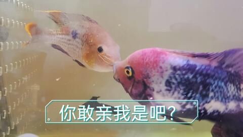 搬運魚缸時碰壞了,柜子完好,光買缸子可以么？：魚缸在搬運過程中損壞了怎么辦？