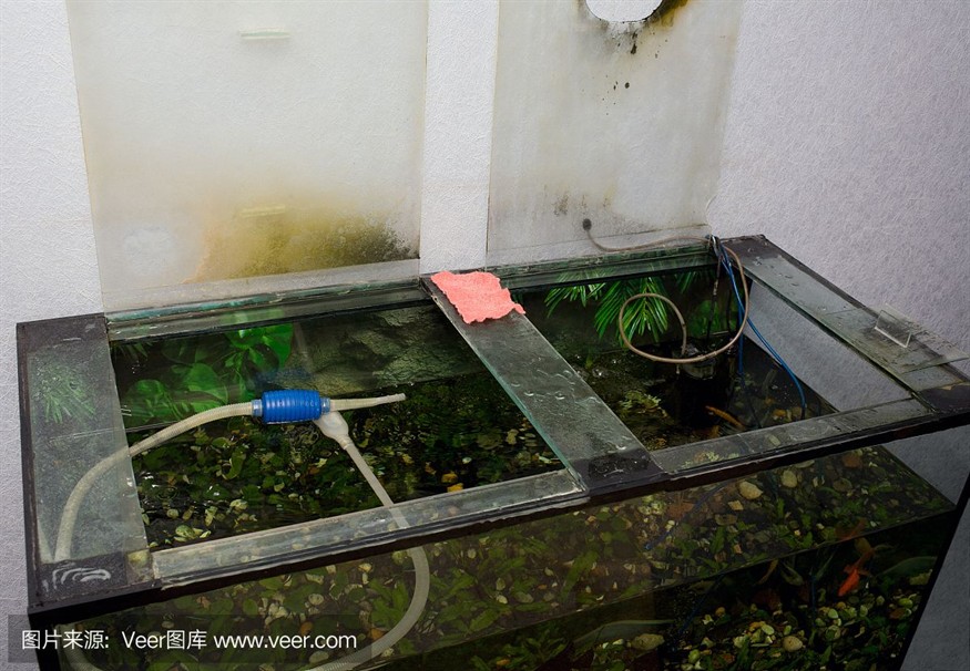 龍魚鉆石眼的特點，龍魚鉆石眼中出現鉆石眼的特征是由基因突變或基因突變引起的