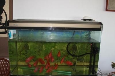 大興黃村哪里有賣魚缸的店鋪：大興黃村附近的一些與購買魚缸相關的店鋪和信息