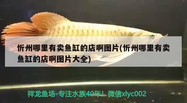 忻州哪里有賣魚缸的店啊圖片(忻州哪里有賣魚缸的店啊圖片大全)