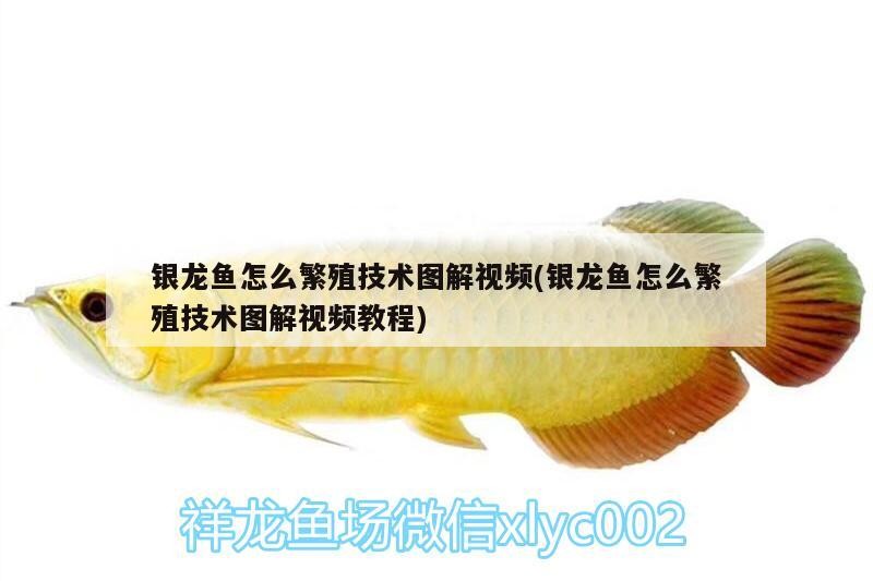 銀龍魚(yú)怎么繁殖技術(shù)圖解視頻(銀龍魚(yú)怎么繁殖技術(shù)圖解視頻教程)