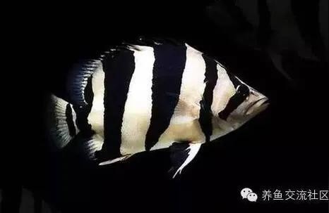 龍魚干蝦有營養嗎 金老虎魚:黃金河虎魚生長速度 虎魚百科 金老虎魚:黃金河虎魚生長速度 金老虎魚:黃金河虎魚生長速度 虎魚百科
