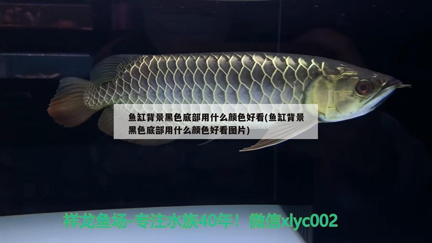 魚缸背景黑色底部用什么顏色好看(魚缸背景黑色底部用什么顏色好看圖片)