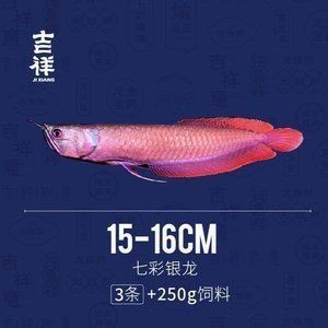 龍魚(yú)0.6斤多大