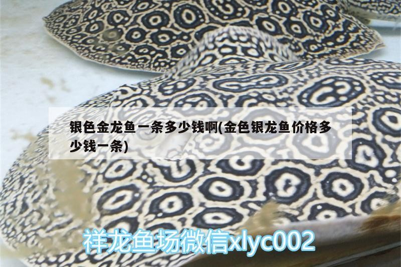 銀色金龍魚一條多少錢啊(金色銀龍魚價格多少錢一條)