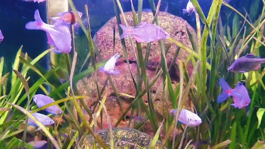 魚兒自由自在