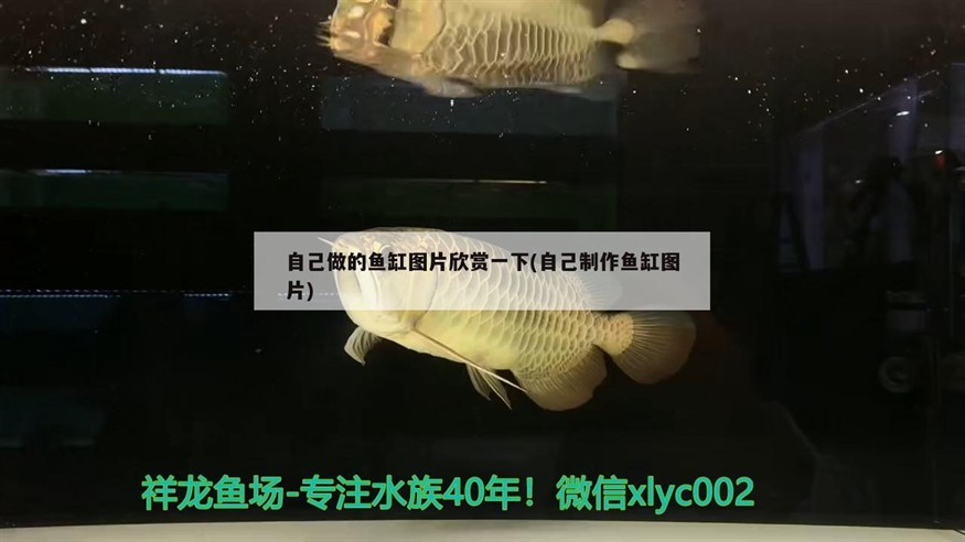 自己做的魚缸圖片欣賞一下(自己制作魚缸圖片)