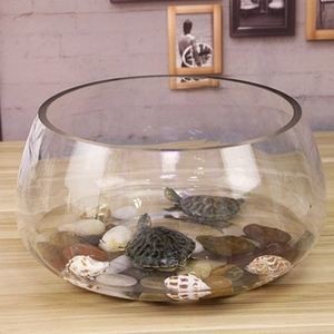 半圓型魚缸養什么魚：半圓型魚缸適合養什么樣的魚