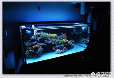 大型魚缸內壁怎么清理：如何清洗大型魚缸內壁？