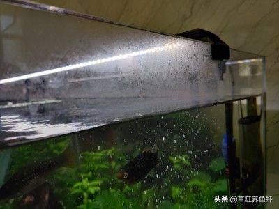 大型魚缸內壁怎么清理：如何清洗大型魚缸內壁？