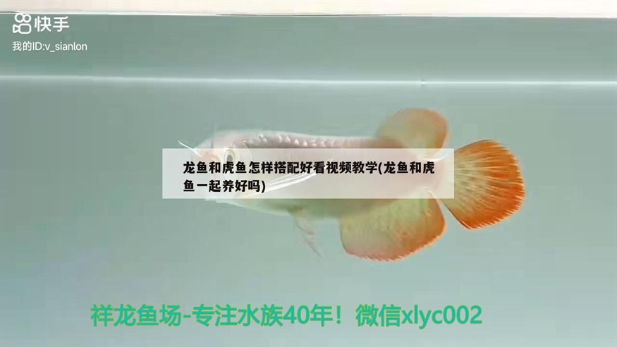 詳細閱讀:龍魚和虎魚怎樣搭配好看視頻教學(龍魚和虎魚一起養好嗎) 龍魚和虎魚怎樣搭配好看視頻教學(龍魚和虎魚一起養好嗎)