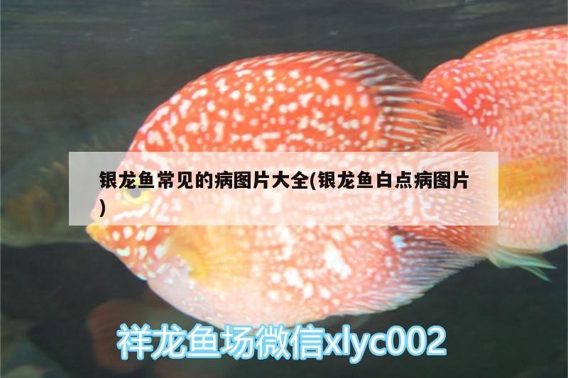 銀龍魚常見的病圖片大全(銀龍魚白點(diǎn)病圖片) 銀龍魚常見的病圖片大全(銀龍魚白點(diǎn)病圖片) 銀龍魚百科