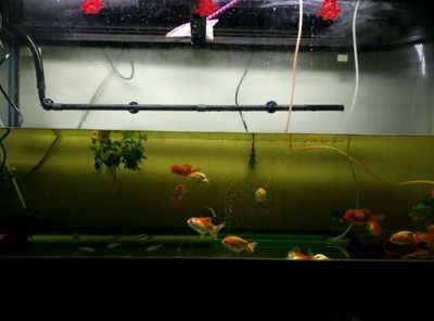 60長40寬40高魚缸養幾條蘭壽：蘭壽金魚的飼養技巧介紹如何在魚缸中飼養蘭壽金魚