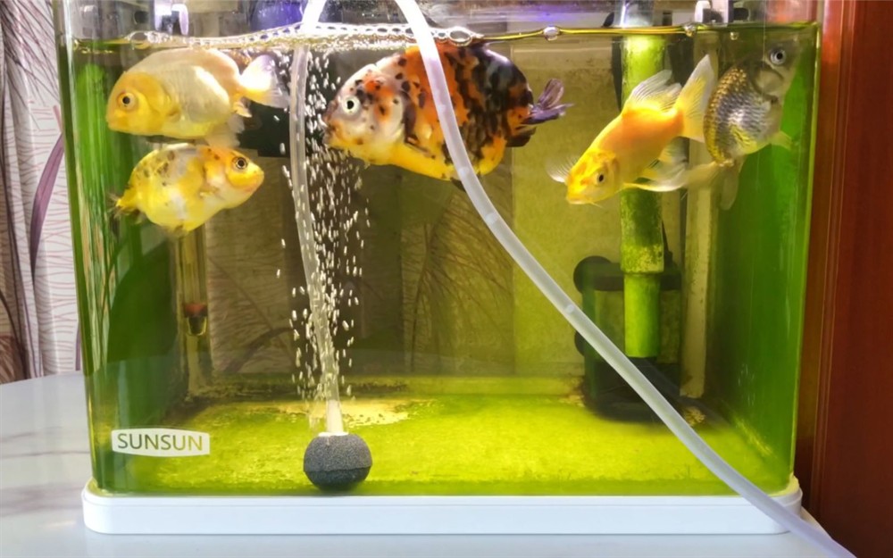 60長40寬40高魚缸養幾條蘭壽：蘭壽金魚的飼養技巧介紹如何在魚缸中飼養蘭壽金魚