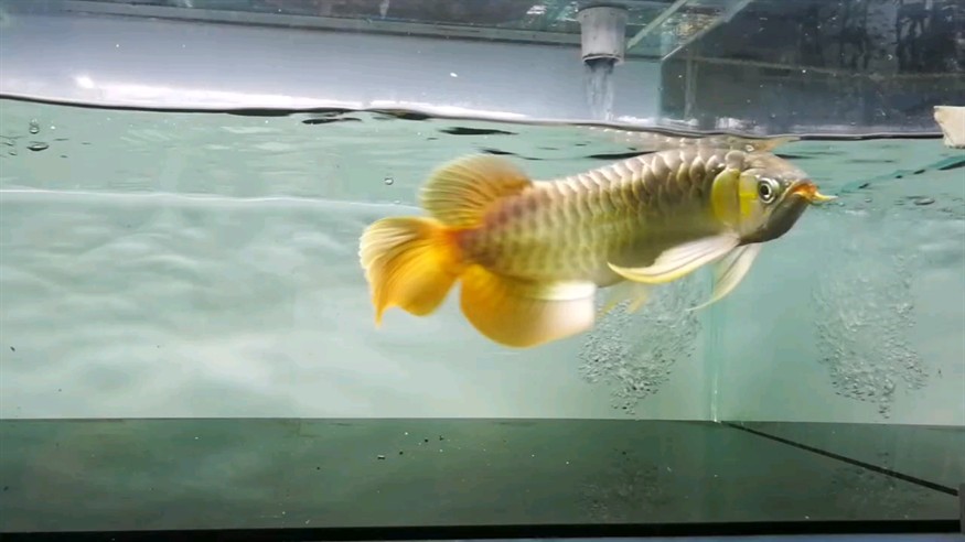 飛天舞