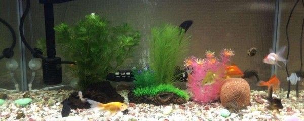 6條小金魚要多大魚缸才能養(yǎng)：養(yǎng)金魚需要考慮寬25厘米、高30厘米、高30厘米的金魚