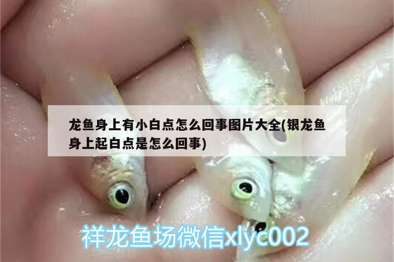 龍魚身上有小白點怎么回事圖片大全(銀龍魚身上起白點是怎么回事)