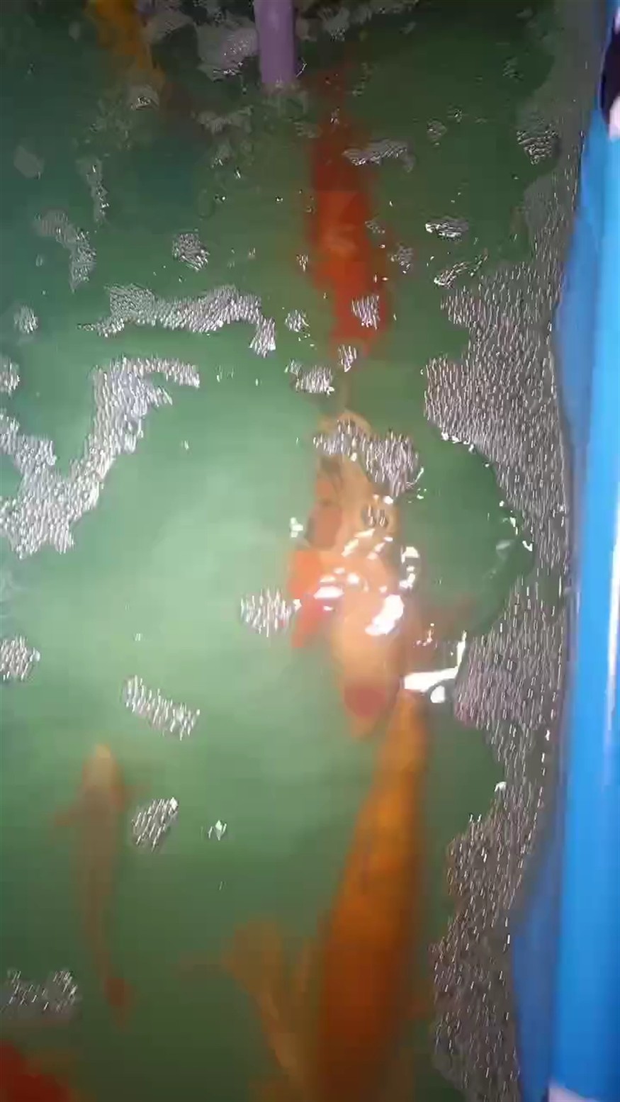 放缸里一年沒撈出來了，還不錯 放缸里一年沒撈出來了，還不錯 龍魚論壇