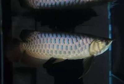 龍魚(yú)調(diào)狀態(tài) 龍魚(yú)調(diào)狀態(tài) 龍魚(yú)百科 第1張