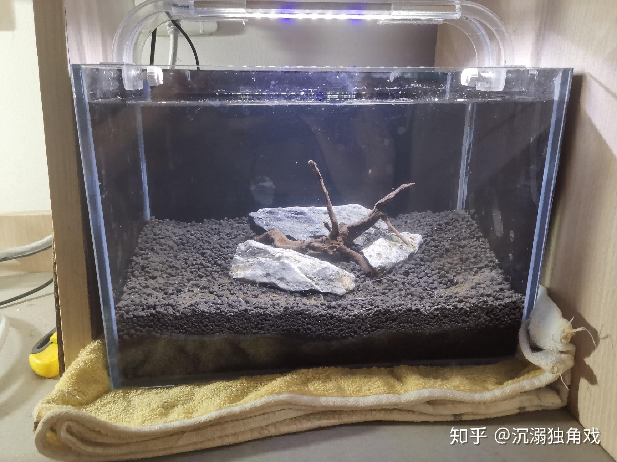 不需要打理的魚缸魚怎么養：如何養護一個不需要打理的魚缸魚