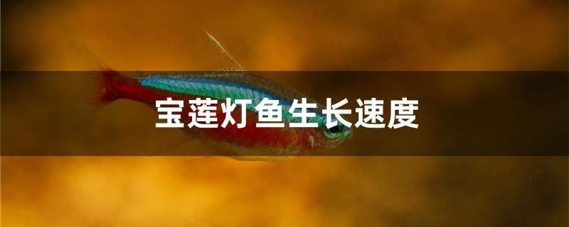 寶蓮燈魚生長(zhǎng)速度