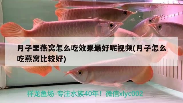 寶蓮燈魚生長速度