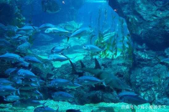 玻璃魚缸討論：玻璃魚缸式會議