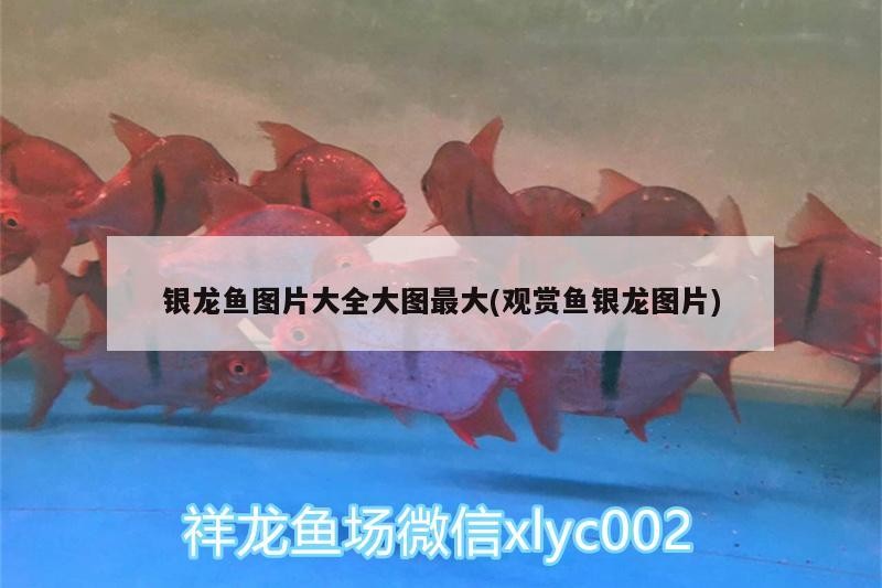 銀龍魚圖片大全大圖最大(觀賞魚銀龍圖片)