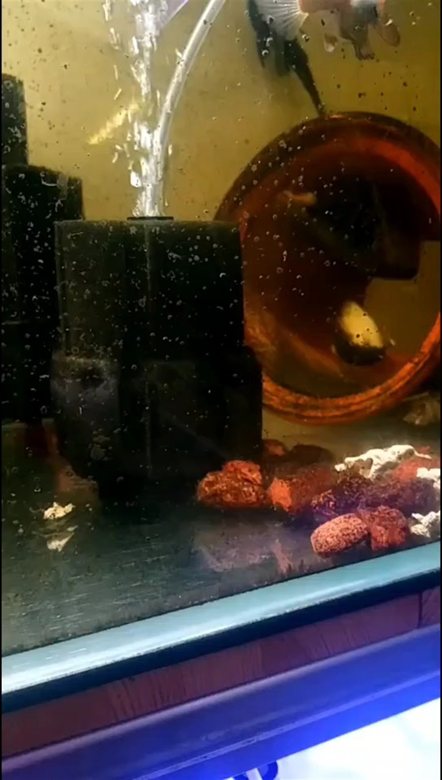又一個產蛋的