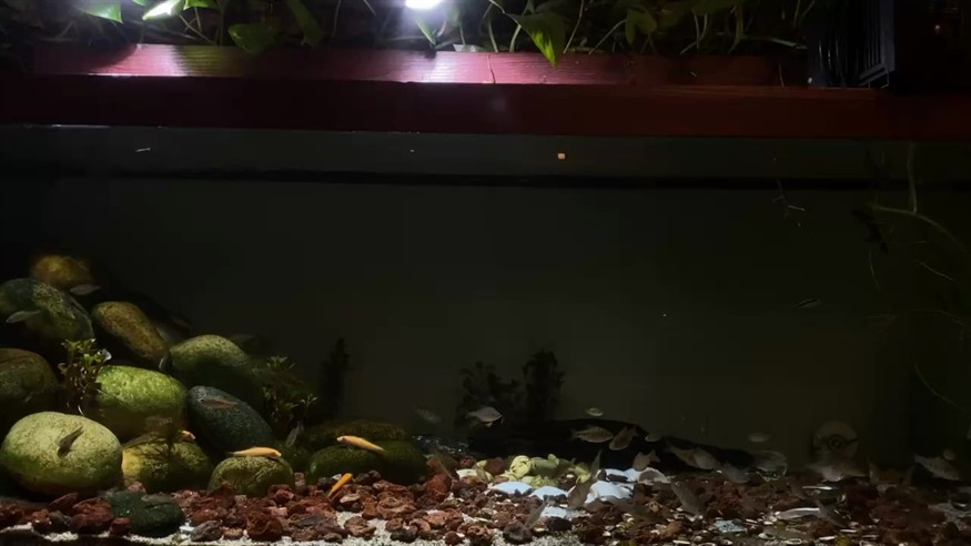 原生缸 原生缸 龍魚論壇