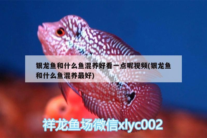銀龍魚和什么魚混養好看一點呢視頻(銀龍魚和什么魚混養最好)