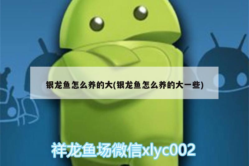 銀龍魚怎么養(yǎng)的大(銀龍魚怎么養(yǎng)的大一些)
