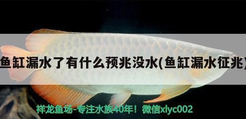 魚缸漏水了有什么預兆沒水(魚缸漏水征兆)
