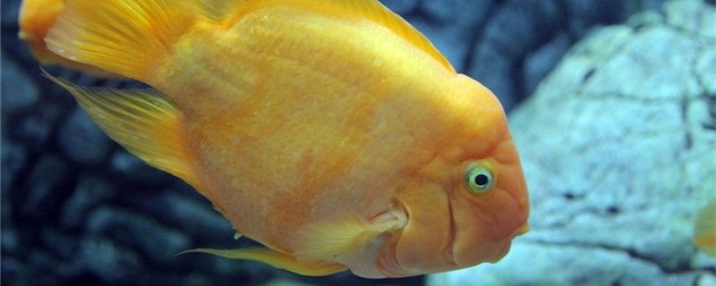怎么吸出魚缸里的水氣（魚缸如何吸水）