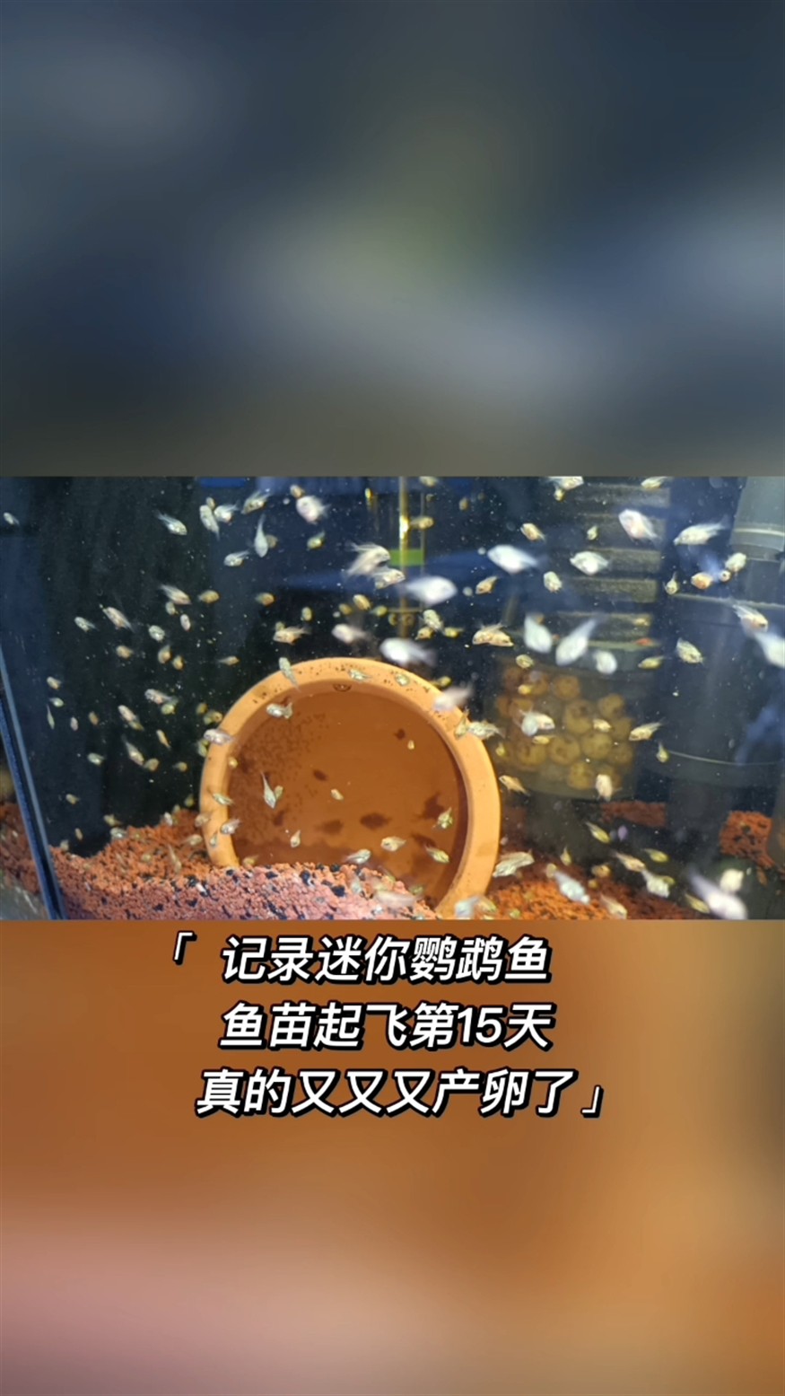 怕什么來什么，又又又產卵了