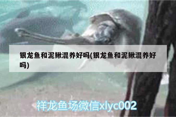銀龍魚和泥鰍混養好嗎(銀龍魚和泥鰍混養好嗎)