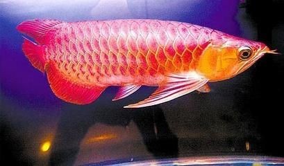 紅龍魚的底色怎么挑選：紅龍魚飼料選擇指南