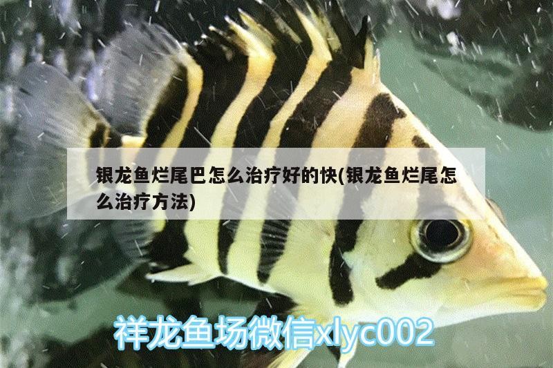 銀龍魚(yú)爛尾巴怎么治療好的快(銀龍魚(yú)爛尾怎么治療方法)