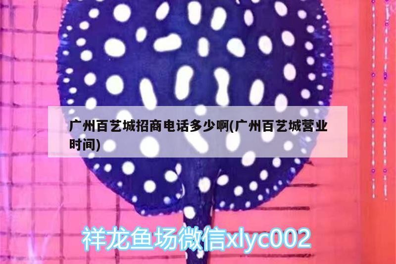 救救我的豬鼻龜