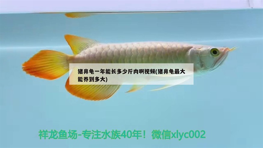 豬鼻龜一年能長多少斤肉啊視頻(豬鼻龜最大能養到多大)
