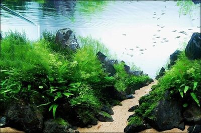 白魚缸適合養什么魚最好養：白色魚缸適合養什么魚