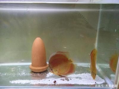 大型魚缸廢物利用圖：大型魚缸的廢物利用