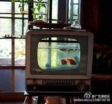 大型魚缸廢物利用圖：大型魚缸的廢物利用