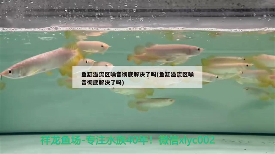 魚缸溢流區噪音徹底解決了嗎(魚缸溢流區噪音徹底解決了嗎) 魚缸溢流區噪音徹底解決了嗎(魚缸溢流區噪音徹底解決了嗎) 豬鼻龜百科