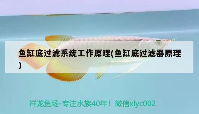 魚缸底過濾系統(tǒng)工作原理(魚缸底過濾器原理)