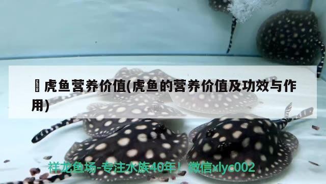 鰕虎魚營養價值(虎魚的營養價值及功效與作用)