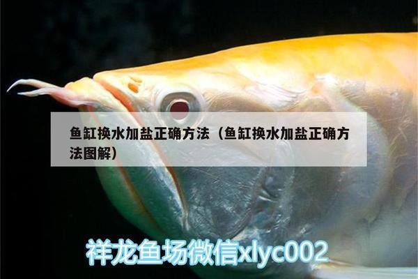 紅龍魚幼魚用什么背景飼養好呢（紅龍魚幼魚用什么背景飼養好呢視頻）